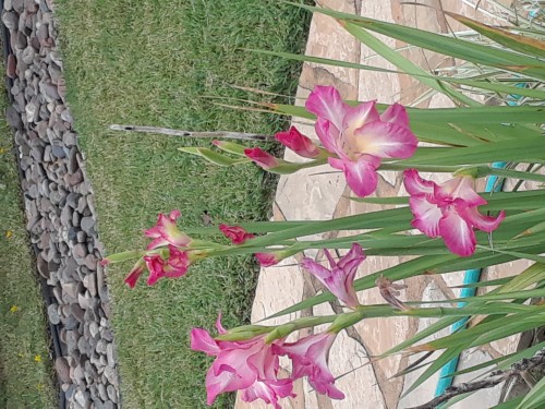 Gladiolas 10 11 2019.jpg