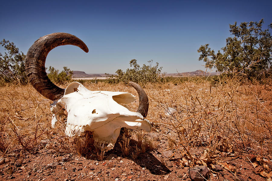cow-skull-in-the-nevada-desert-lee-pettet.jpg