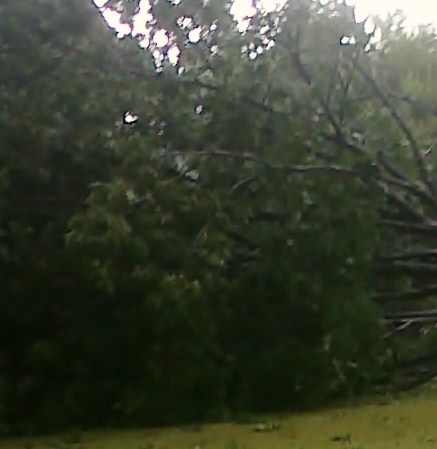 Large tree on house Aug 23 2010 (2).jpg