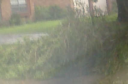 storm damage 2 aug 23 2010.jpg